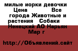 милые иорки девочки › Цена ­ 15 000 - Все города Животные и растения » Собаки   . Ненецкий АО,Нарьян-Мар г.